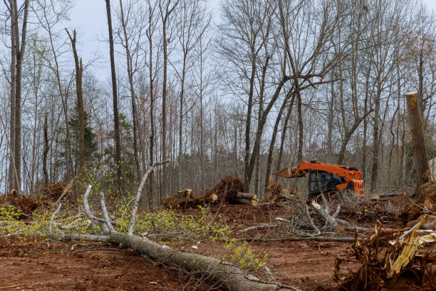 Trusted Millers Falls, MA Tree Services Experts